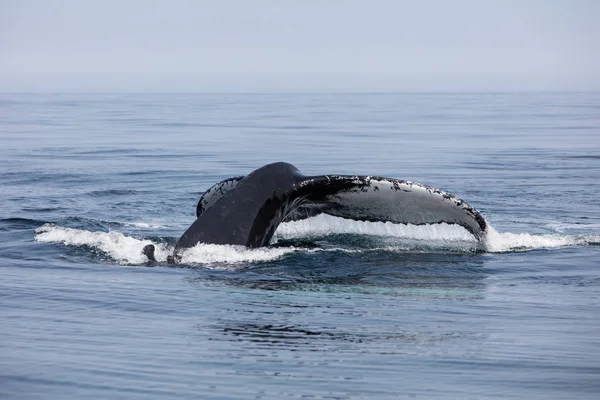 ザトウクジラ 西海上では ケープコッド マサチューセッツ州沖の北大西洋でダイビングそのまぐれを発生させます 多くの年のこの魚 プランクトンが豊富なエリアのフィード ザトウクジラ — ストック写真