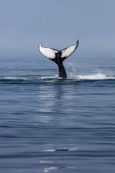 ザトウクジラ 西海上では ケープコッド マサチューセッツ州沖の北大西洋でその独特のまぐれを発生させます 多くの年のこの魚 プランクトンが豊富なエリアのフィード ザトウクジラ — ストック写真