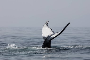 Bir kambur balina, Megaptera novaeangliae, Kuzey Atlantik Okyanusu Cape Cod, Massachusetts kapalı dışarı onun benzersiz fluke yükseltir. Kambur balinalar bu balık ve plankton zengin alanında çok yıllık yem.