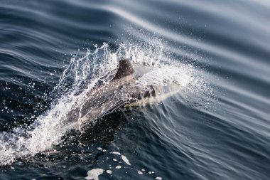 Kısa burunlu bayağı bir yunus Delphinus delphis, Kuzey Atlantik Okyanusu Cape Cod, Massachusetts kapalı yüzer. Bu hızlı, çevik deniz memelileri hemen hemen her zaman bakla içinde bulunan ve küçük balıklara yem.