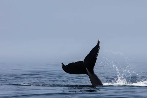 ザトウクジラ 西海上では ケープコッド マサチューセッツ州沖の北大西洋からその大まぐれを発生させます 多くの年のこの魚 プランクトンが豊富なエリアのフィード ザトウクジラ — ストック写真