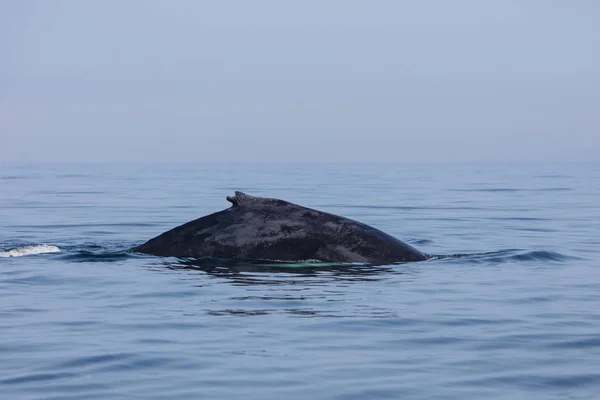 ザトウクジラ 特徴的な背びれを持つの西海上はケープコッド マサチューセッツ州沖の北大西洋で泳ぐ 多くの年のこの魚 プランクトンが豊富なエリアのフィード ザトウクジラ — ストック写真