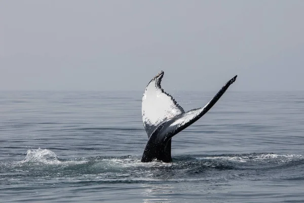 Humpback Whale Megaptera Novaeangliae Raises Its Unique Fluke Out North — Stock Photo, Image