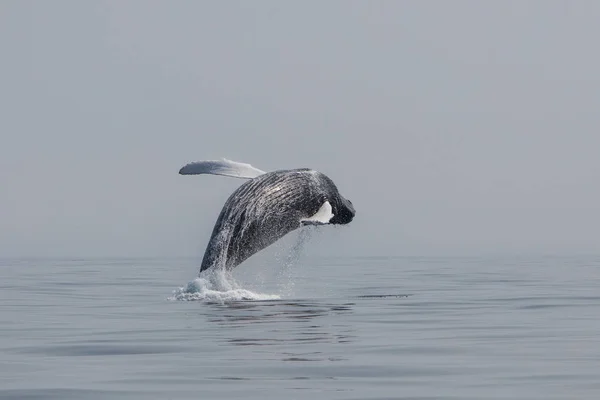 Humpback Whale Megaptera Novaeangliae Breaches North Atlantic Ocean Cape Cod — Stock Photo, Image