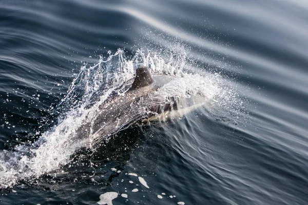 A Short-Beaked Common dolphin, Delphinus delphis, swims in the north Atlantic Ocean off Cape Cod, Massachusetts. These quick, agile cetaceans are almost always found in pods and feed on small fish.