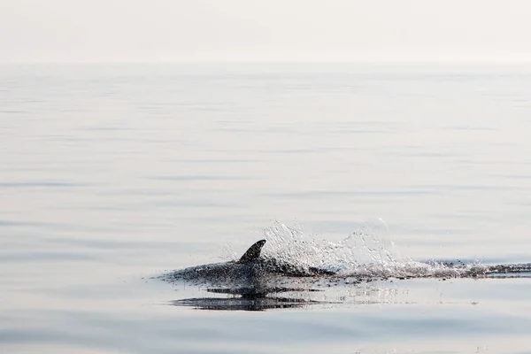 A Short-Beaked Common dolphin, Delphinus delphis, swims in the north Atlantic Ocean off Cape Cod, Massachusetts. These quick, agile cetaceans are almost always found in pods and feed on small fish.