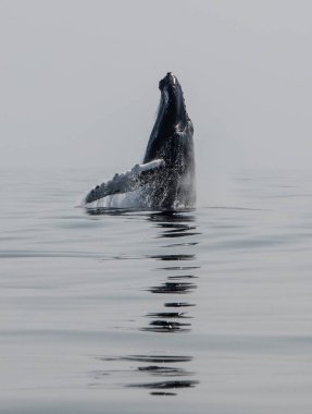 Kambur balina, Megaptera novaeangliae, Kuzey Atlantik Okyanusu Cape Cod, Massachusetts kapalı ihlalleri. Kambur balinalar bu balık ve plankton zengin alanında çok yıllık yem.