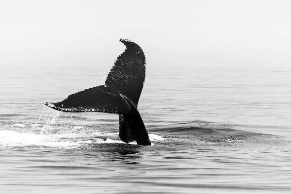 ザトウクジラ 西海上では ケープコッド マサチューセッツ州沖の北大西洋にダイブするしっぽを発生させます 多くの年のこの魚 プランクトンが豊富なエリアのフィード ザトウクジラ — ストック写真