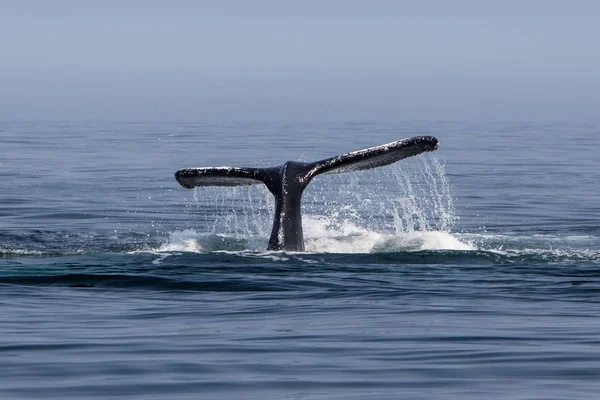 ザトウクジラ 西海上では ケープコッド マサチューセッツ州沖の北大西洋にダイブするしっぽを発生させます 多くの年のこの魚 プランクトンが豊富なエリアのフィード ザトウクジラ — ストック写真