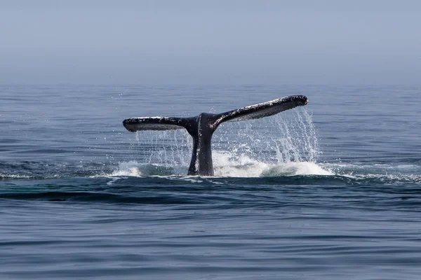 Una Ballena Jorobada Megaptera Novaeangliae Levanta Cola Para Sumergirse Océano —  Fotos de Stock