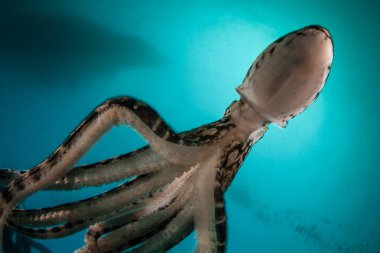 Mimic octopus, Thaumoctopus mimicus, Lembeh Boğazı, Endonezya'nın karanlık sularında bulunur. Bu nadir kafadanbacaklı davranış ve diğer deniz canlıları şeklini taklit edebilir.