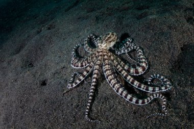 Mimic octopus, Thaumoctopus mimicus, Lembeh Boğazı, Endonezya siyah kum zemine sürünüyor. Bu nadir kafadanbacaklı davranış ve diğer deniz canlıları şeklini taklit edebilir.