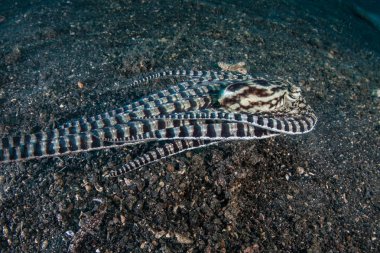Mimic octopus, Thaumoctopus mimicus, Lembeh Boğazı, Endonezya siyah kum zemine sürünüyor. Bu nadir kafadanbacaklı davranış ve diğer deniz canlıları şeklini taklit edebilir.