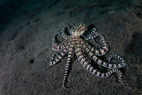 Mimic octopus, Thaumoctopus mimicus, Lembeh Boğazı, Endonezya siyah kum zemine sürünüyor. Bu nadir kafadanbacaklı davranış ve diğer deniz canlıları şeklini taklit edebilir.