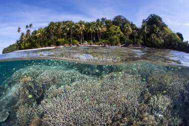 Sağlıklı bir mercan kayalığı Raja Ampat, Endonezya sığ sularda yetişir. Bu alanda şaşırtıcı deniz biyoçeşitliliği nedeniyle Mercan Üçgeni kalbinde olarak bilinir.