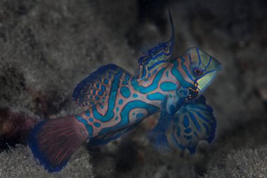 Renkli bir Mandarinfish, Synchiropus splendidus, Palau dalacak yukarıda uçuşu. 