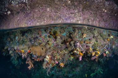 Renkli deniz omurgasızlar Raja Ampat, Endonezya düşük tide satırında hemen altında bir kireçtaşı ada kapsar. Bu alan deniz biyoçeşitliliği nedeniyle Mercan Üçgeni kalbinde olarak bilinir.