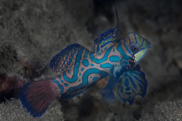 Renkli bir Mandarinfish, Synchiropus splendidus, Palau dalacak yukarıda uçuşu. 