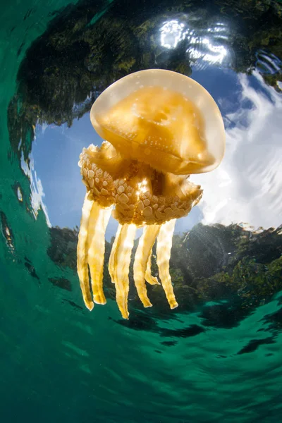 Golden Jellyfish Mastigias Papua Glides Shallow Water Raja Ampat Indonesia — Stock Photo, Image
