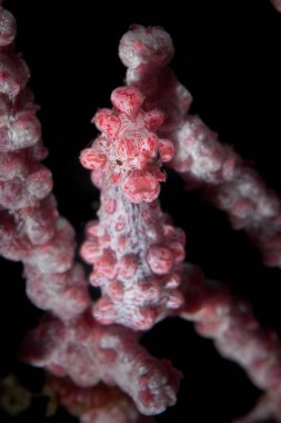 Bir pigme Hippocampus Hippocampus bargabanti, onun ana gorgonian bir mercan kayalığı Lembeh Boğazı, Endonezya üzerinde tutunur. Son derece iyi kamufle ve spot zor pigme denizatı.