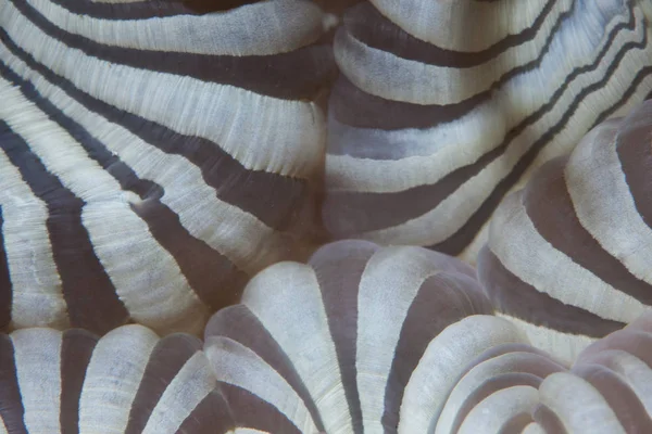 インドネシアのサンゴ礁に成長して 美しいアネモネ Heteractis オーロラの口の詳細 — ストック写真
