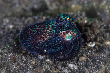 Bir Bobtail kalamar, Euprymna sp., Lembeh Boğazı, Endonezya siyah kum zemine oturur. Bu alanda şaşırtıcı deniz biyoçeşitliliği nedeniyle Mercan Üçgeni parçasıdır.