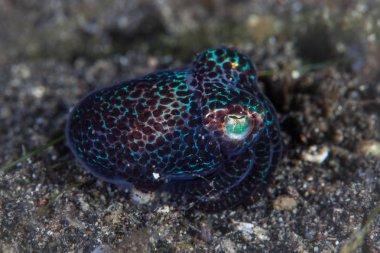 A Bobtail squid, Euprymna sp., sits on the black sand seafloor in Lembeh Strait, Indonesia. This area is part of the Coral Triangle due to its amazing marine biodiversity. clipart