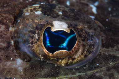 Göz detayını bir flathead, Thysanophrys sp., Lembeh Boğazı, Endonezya dalacak. Bu alanda şaşırtıcı deniz biyoçeşitliliği nedeniyle Mercan Üçgeni parçasıdır.