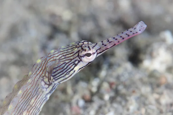 Bir Subay Pipefish Corythoichthys Kumlu Zemine Lembeh Boğazı Endonezya Boyunca — Stok fotoğraf