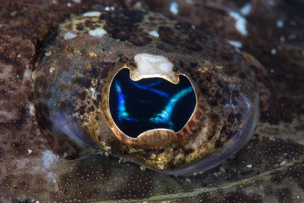 Detail of the eye of a flathead, Thysanophrys sp., on the seafloor in Lembeh Strait, Indonesia. This area is part of the Coral Triangle due to its amazing marine biodiversity.