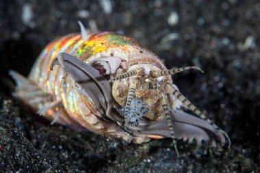 Bir korkunç Bobbit solucanı, Eunice aphroditois, Lembeh Boğazı, Endonezya kumlu kendi ininde dışında görünür. Bu alanda şaşırtıcı deniz biyoçeşitliliği nedeniyle Mercan Üçgeni parçasıdır.