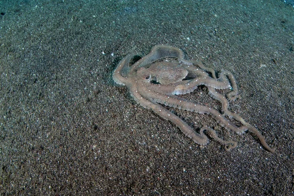 Een Long Arm Octopus Abdopus Kruipt Zwarte Zand Zeebodem Lembeh — Stockfoto