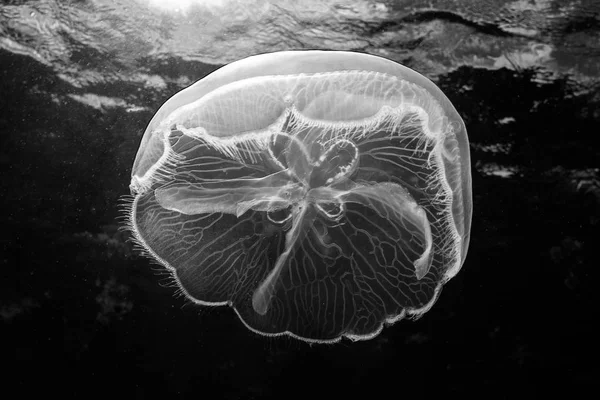 Una Medusa Lunare Aurelia Aurelia Nuota Sulla Barriera Corallina Mesoamericana — Foto Stock