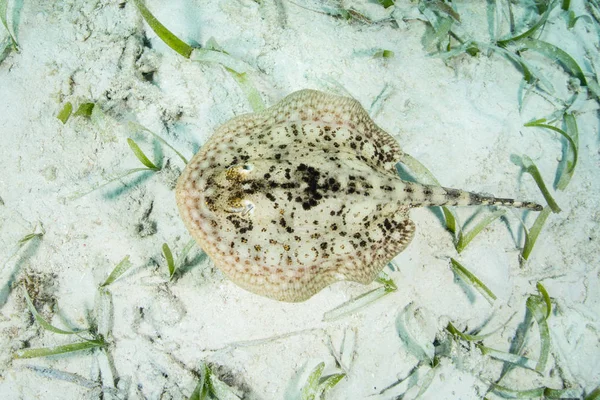 Ένα Κίτρινο Stingray Urolophus Jamaicensis Κολυμπά Πάνω Από Ένα Λιβάδι — Φωτογραφία Αρχείου