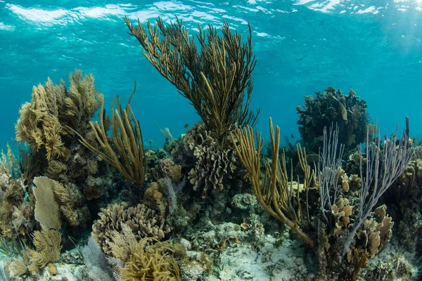 산호초 해면동물에 Mesoamerican 배리어 벨리즈의 떨어져에서 랍니다 부분의 카리브 어류와 — 스톡 사진