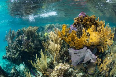 A healthy coral reef, dominated by gorgonians, grows on the Mesoamerican barrier reef off the coast of Belize. This part of the Caribbean Sea harbors hundreds of fish species and dozens of corals.  clipart