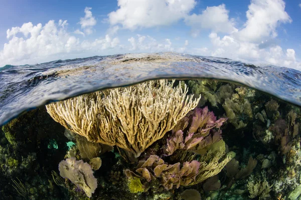 Hermoso Arrecife Coral Dominado Por Gorgonias Crece Arrecife Barrera Mesoamericano — Foto de Stock