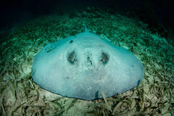 Ένα Stingray Roughtail Dasyatis Centroura Βρίσκεται Στο Seagrass Στον Μεσοαμερικανικό — Φωτογραφία Αρχείου