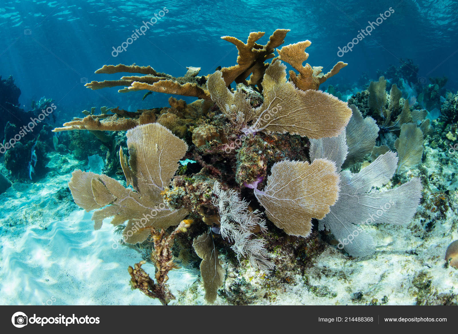 Beautiful Coral Reef Dominated Gorgonians Grows Mesoamerican