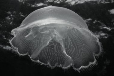 Moon deniz anası, Aurelia aurelia, bakliyat Karayip Denizi Belize sahil kapalı. Bu güzel ve narin denizanası zararsız ve dünya çapında bulundu.