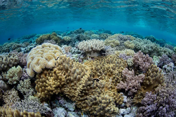 Wakatobi 인도네시아에서 지역은 놀라운 Biodiverse 산호초와 스쿠버 Snorkelers을 목적지 — 스톡 사진