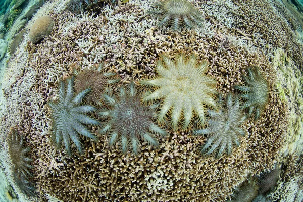 Estrela Mar Espinhos Acanthaster Planci Alimenta Corais Duros Vivos Recife — Fotografia de Stock