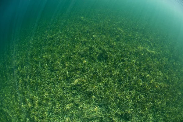 Seagrass Mesoamerican 배리어 벨리즈의 떨어져에서 랍니다 부분의 카리브 어류와 산호의 — 스톡 사진