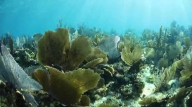 Parlak güneş ışığı bir güzel mercan, esnek gorgonians, Karayip Denizi Belize sahil kapalı büyüyen hakim aydınlatır. Bu bölgede büyük Mesoamerican resif sistemi parçasıdır.