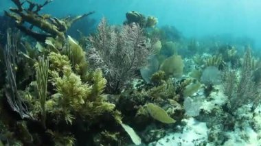 Parlak güneş ışığı bir güzel mercan, esnek gorgonians, Karayip Denizi Belize sahil kapalı büyüyen hakim aydınlatır. Bu bölgede büyük Mesoamerican resif sistemi parçasıdır.