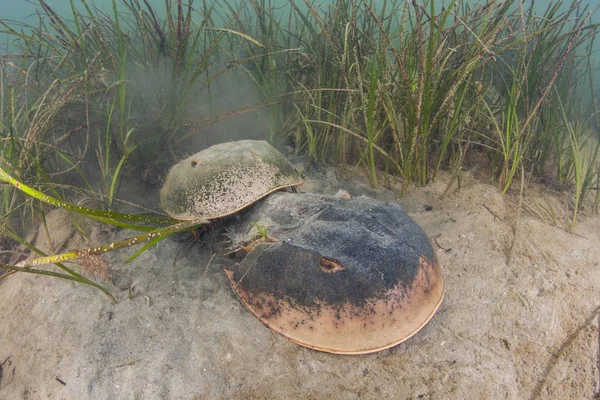 A pair of Atlantic horseshoe crabs, Limulus polyphemus, mate on the shallow seafloor of a bay on Cape Cod, Massachusetts. This widespread species is more closely related to spiders than to crabs.