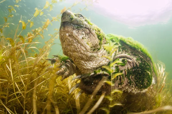 Uma Grande Tartaruga Comum Chelydra Serpentina Rasteja Pelo Fundo Lamacento — Fotografia de Stock