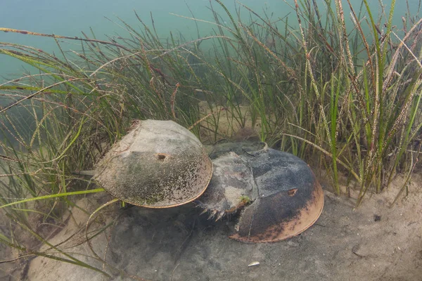 A pair of Atlantic horseshoe crabs, Limulus polyphemus, mate on the shallow seafloor of a bay on Cape Cod, Massachusetts. This widespread species is more closely related to spiders than to crabs.