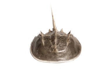 Atlantic horseshoe crabs, Limulus polyphemus, are found all throughout the eastern Atlantic Ocean, from Canada to South America. clipart
