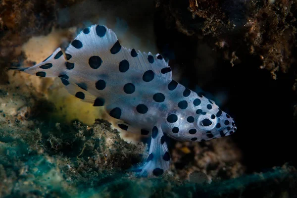 Een Jonge Bultrug Grouper Cromileptes Altivelis Zwemt Buurt Van Zeebodem — Stockfoto